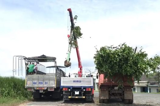 CÚNG DƯỜNG XE TẢI GẮN CẨU TỰ HÀNH (C259)