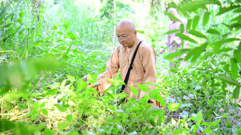 “MỘT NGÀY KHÔNG LÀM, MỘT NGÀY KHÔNG ĂN” – CHƯ HÀNH GIẢ CHẤP TÁC LÀM CỎ TẠI HẠ TRƯỜNG CHÙA GIÁC NGỘ